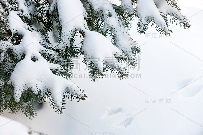 雪落在冬天常青的树枝上