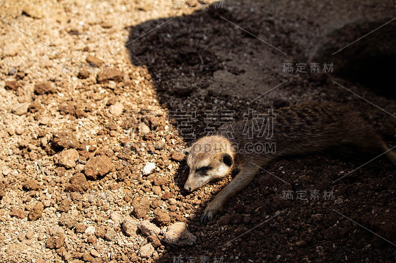 岩石上的猫鼬