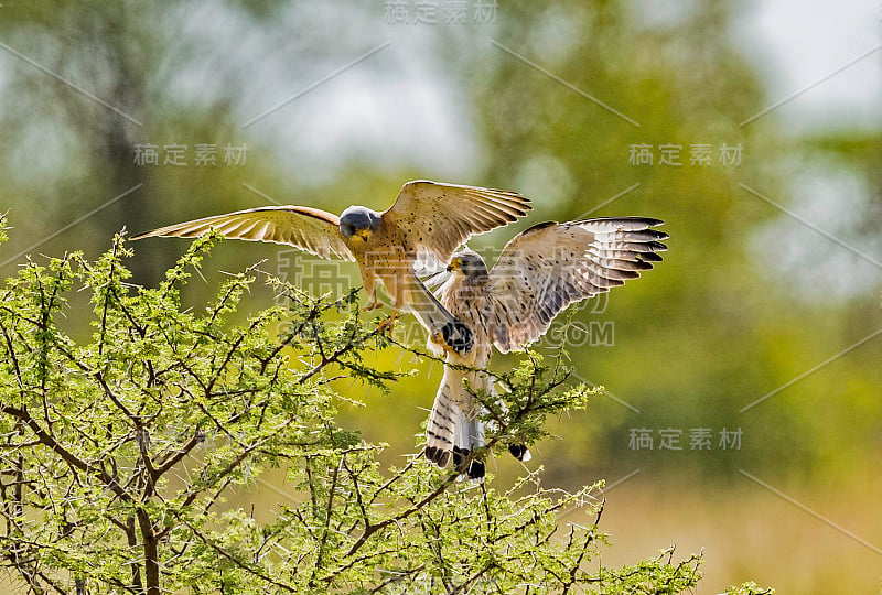 小红隼(Falco naumanni)是一种小型猎鹰。塞伦盖蒂国家公园