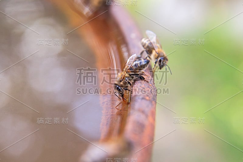 近距离的蜜蜂饮水在棕色的vintage背景