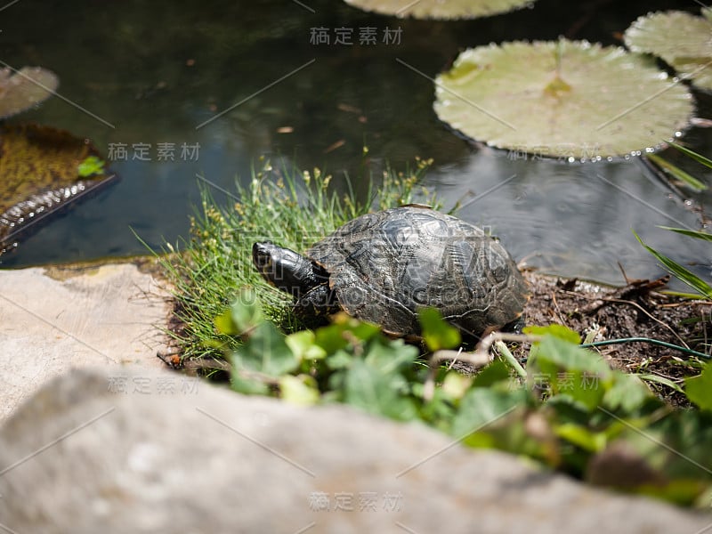 乌龟住在花园的池塘里