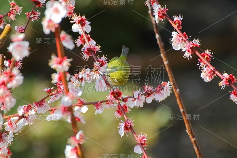 梅花白眼。日本春天的景象