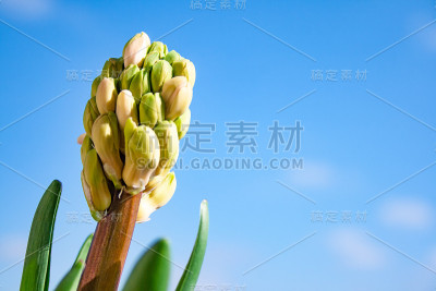 风信子属植物，花不孵化，叶长绿色
