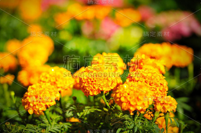 万寿菊(万寿菊)
