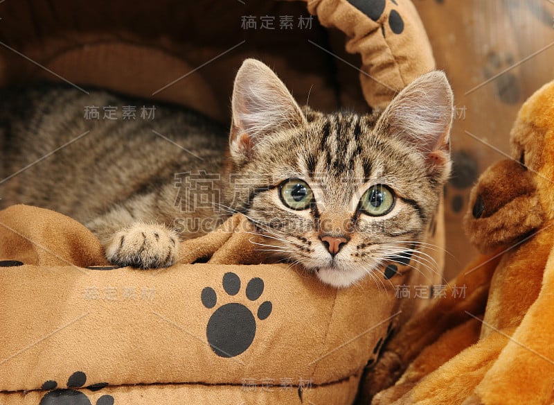 小猫躺在猫的床上