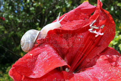 饥饿的小蜗牛