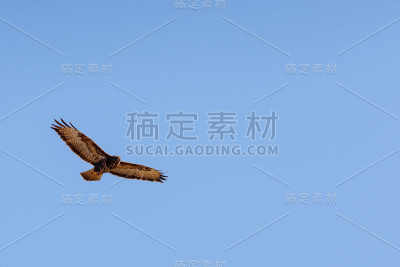 普通的秃鹰在天空中飞翔