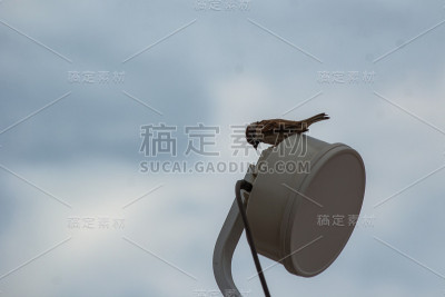 动物