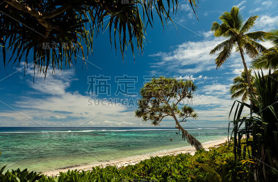 南太平洋汤加岛的海滩上有棕榈树。
