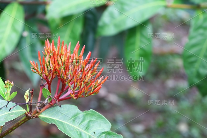 树上红花穗美(茜草科Ixora coccinea)