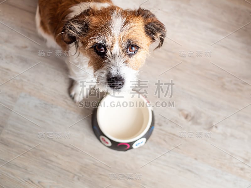 饥饿的小猎犬面前摆着一个空的食物盘