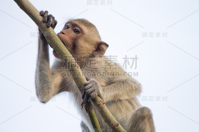 猴子吃树枝