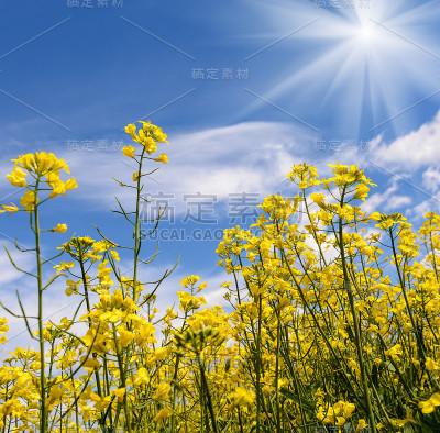 黄澄明的油菜籽开花了，在大自然的早春，在白天的阳光照射下。
