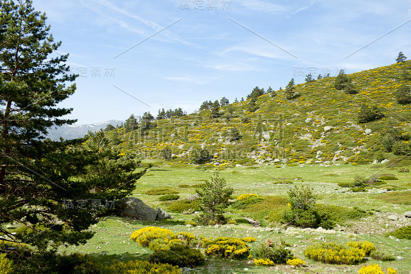 美丽的夏季景观，草原和森林