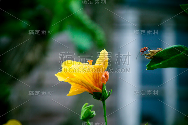 穗花、茜草科花、瓢虫花。