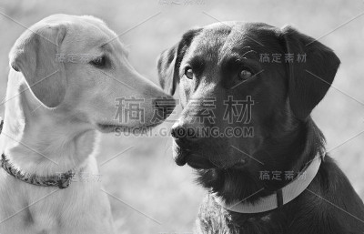黑白两色的实验室