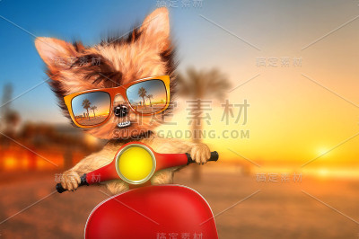 有旅行背景的摩托车上的狗