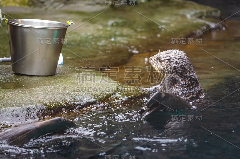 动物园里正在进食的海獭