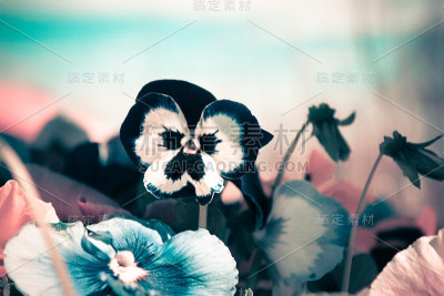 粉红色和蓝色背景的花三色堇。