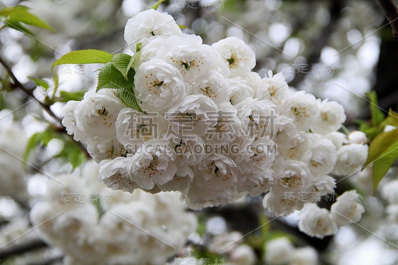 树上的白色花朵。春天开花的树。白色的樱花。春天。开花的苹果或樱桃树的树枝。春天的树木在明亮的阳光下开