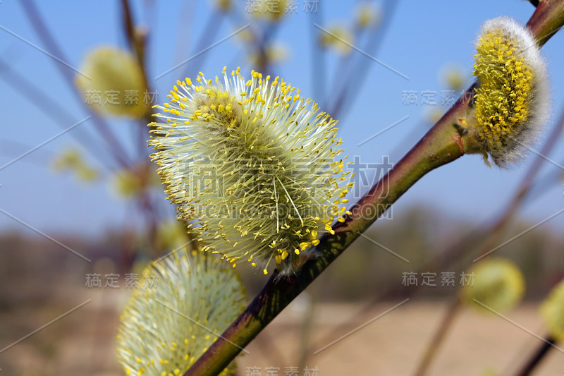 春天的嫩枝，四月的野柳树，户外的宏