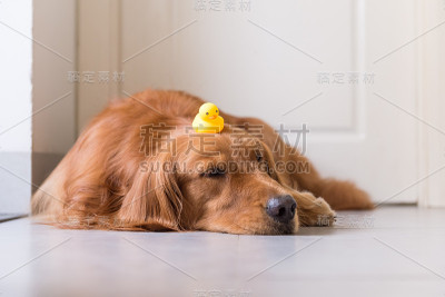 金毛猎犬躺在地上