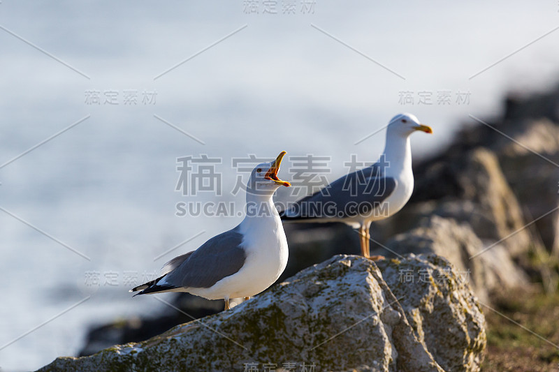 两只海鸥站在港口码头墙头的石头上叫