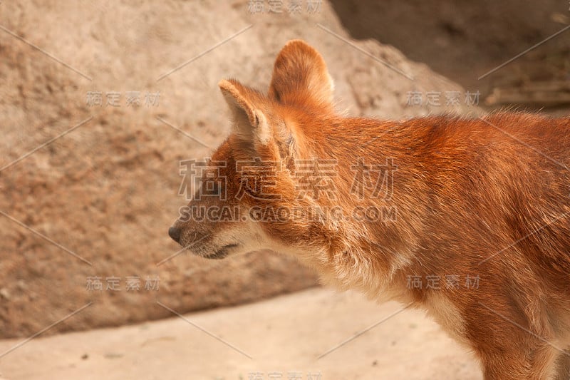 Dhole(高山熊)