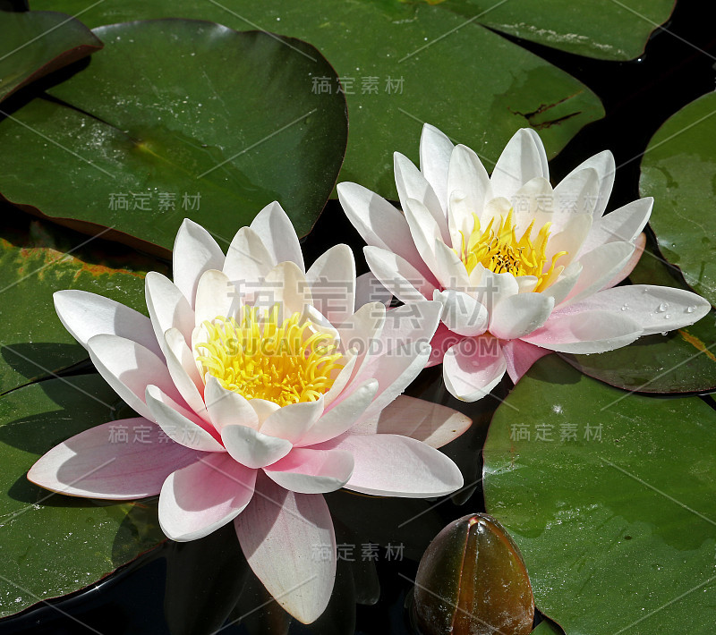 Nymphaea alba