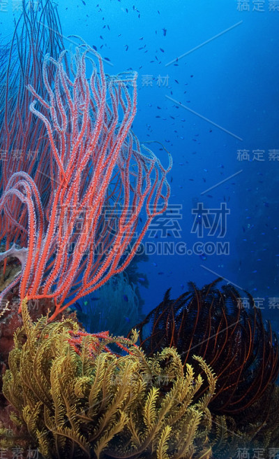 巴布亚新几内亚金贝湾蓝色海洋中的潜水员