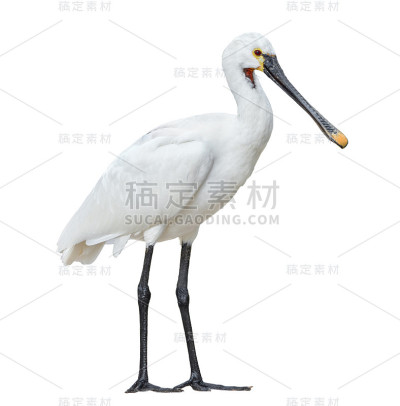 在白色背景上孤立的欧亚琵鹭全长。欧亚琵鹭或普通琵鹭是朱鹮和琵鹭科的一种涉水鸟