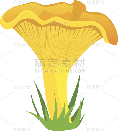 鸡油菌菇
