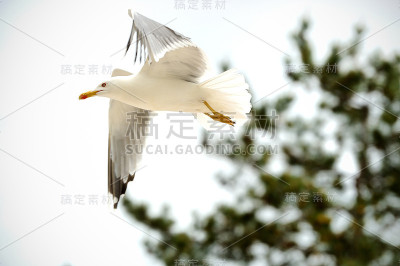 飞翔的海鸥。