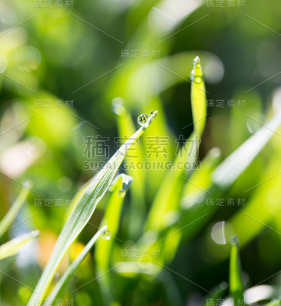 草地上的露珠