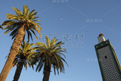 北非的棕榈树和尖塔