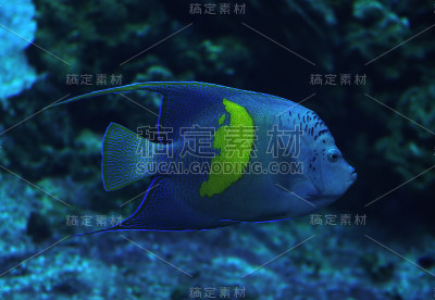在深蓝的海洋里的尖吻海猴鱼