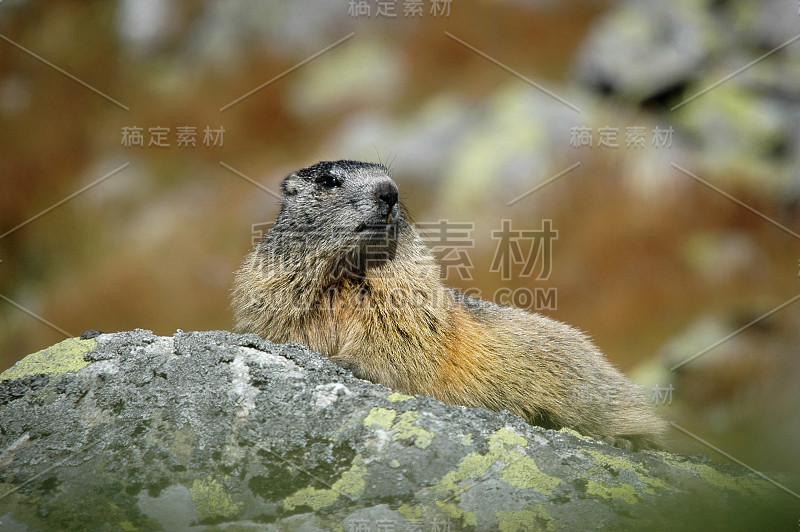 一只土拨鼠在山上的岩石上