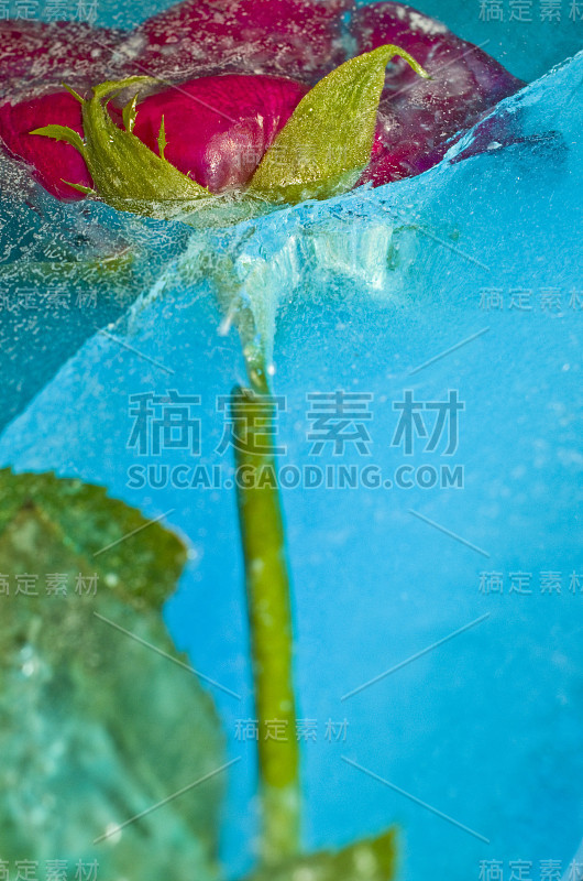 红玫瑰冻在破碎的蓝色冰