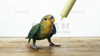 用手喂食一只小鸟