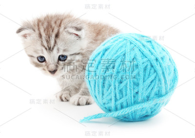 毛线团的猫