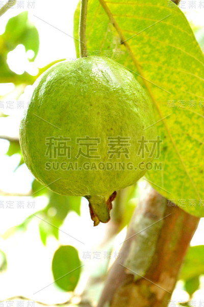 番石榴