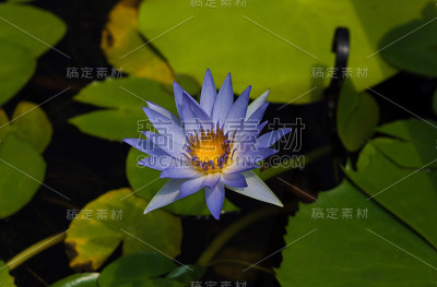 美丽的水莲花在蓝莲花水花园，雅拉枢纽