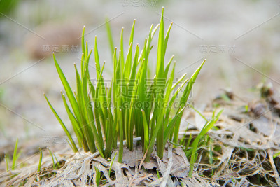 春天嫩绿的小草