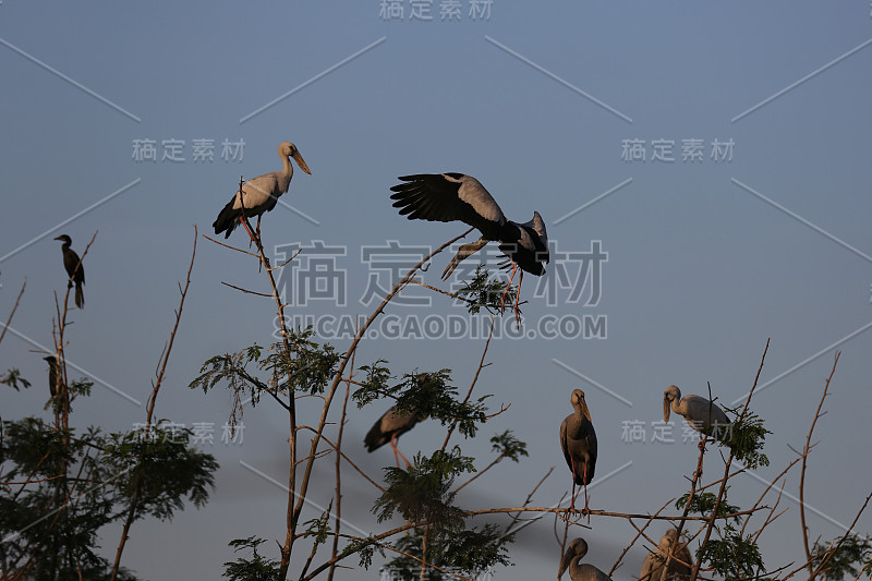 开嘴鹳，亚洲开嘴鹳，栖息于泰国素潘布里的觅食栖息地。