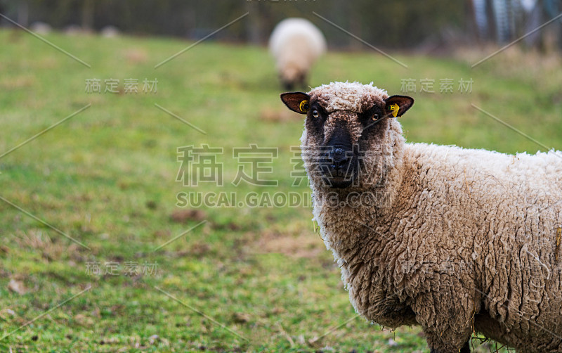 一只戴着黄色耳标的绵羊站在绿色草地上，好奇地看着摄像机。自由放养或动物福利的概念。侧视图，拷贝空间