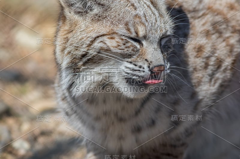 山猫特写可爱的舌头舔鼻子