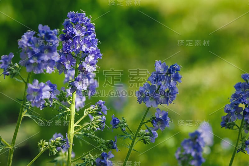 雅各布的梯子或慈善花- Polemonium caeruleum盛开在花园里