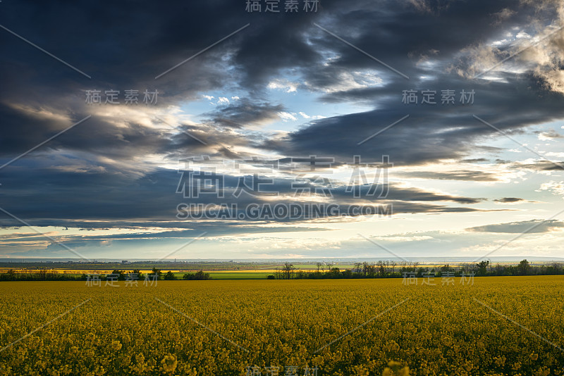 美丽的日落黄花油菜田，明亮的春天景观，黑暗的天空，云彩和阳光