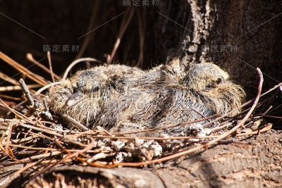 巢里的鸽子宝宝