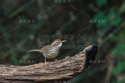 大自然中美丽的鸟，吹喉咙的胡伯乐